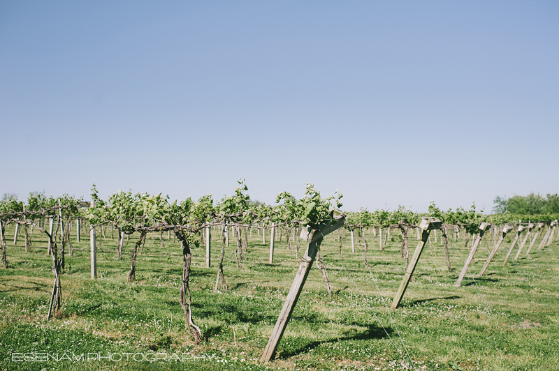 acquaviva-winery-wedding-photos